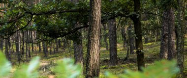 kalın sonbahar yaprak döken orman
