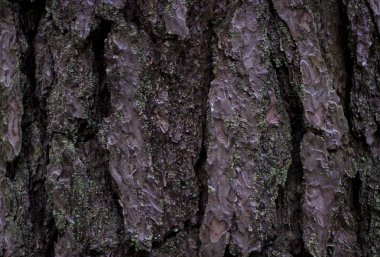 çam kabuğu bir doku olarak