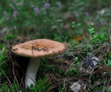 Ormanın içinde sade sonbahar