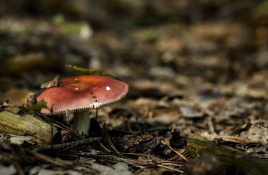 Ormanın içinde sade sonbahar