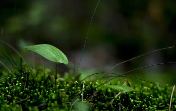 野生の鬱蒼とした森の植生 — ストック写真