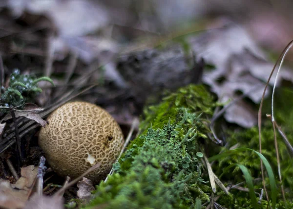 Grzyby Leśne Przypominają Jesieni — Zdjęcie stockowe