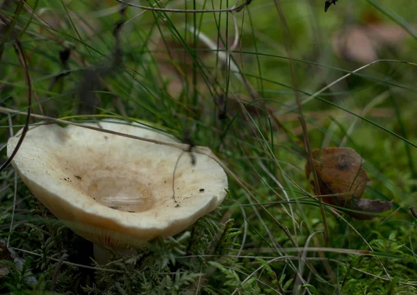 Forest Mushrooms Remind Autumn — Stock Photo, Image