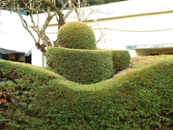 Siva symbol w projekt roślina natura — Zdjęcie stockowe