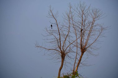 İki yalnız kuşlu boş ağaç doğa temasını kaydet