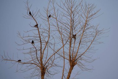 İki yalnız kuşlu boş ağaç doğa temasını kaydet