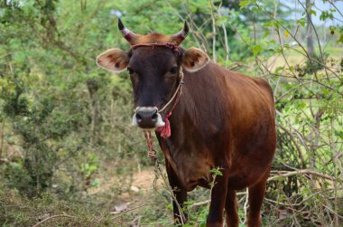 Çiftlik sütü endüstrisindeki organik Hintli inek