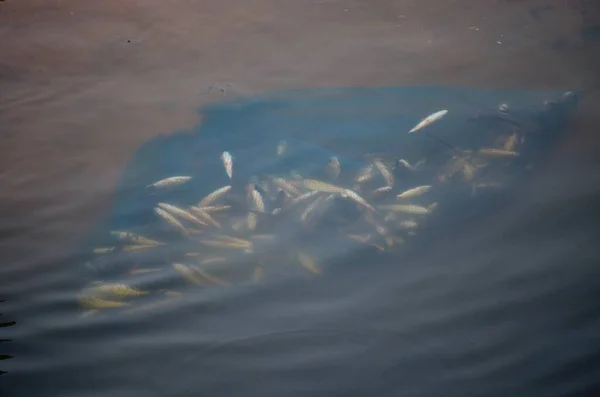 印度河水中的有机鱼类养殖 — 图库照片