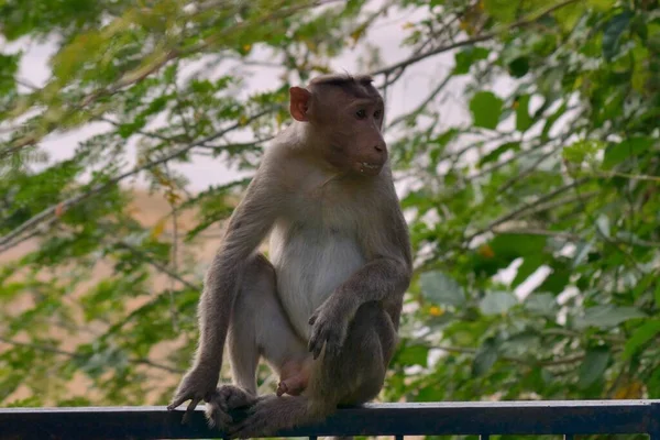 Monkey Sitting Steel Gate National Park — Stock Photo, Image
