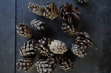 Bir çam ağacından büyük koniler