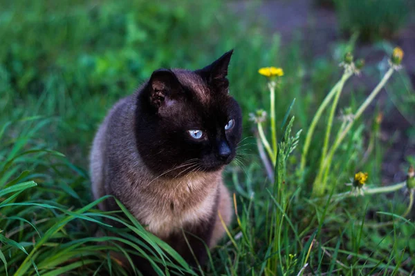 cat on green grass