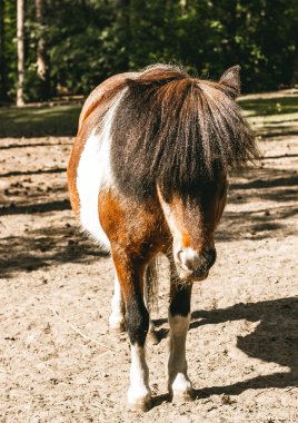 Midilli üzerinde yeşil peyzaj görüntüsünü kapatmak
