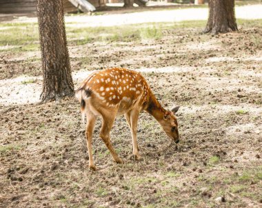 karaca ve Kızıl geyik bahçede