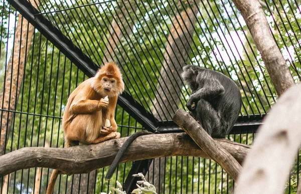 Roter Und Schwarzer Affe Sitzt Auf Einem Baum — Stockfoto