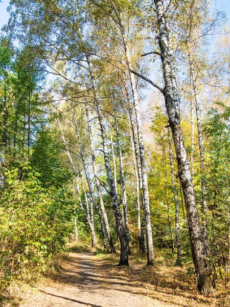 pathway in birch grove in urban park in sunny day at the beginning of autumn