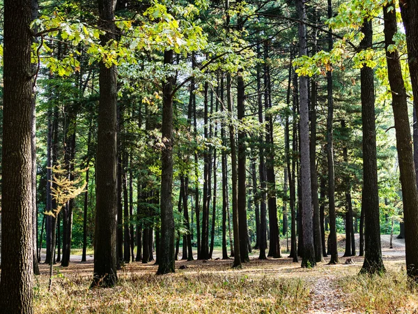 path between pine trees in urban park in sunny day at the beginning of autumn