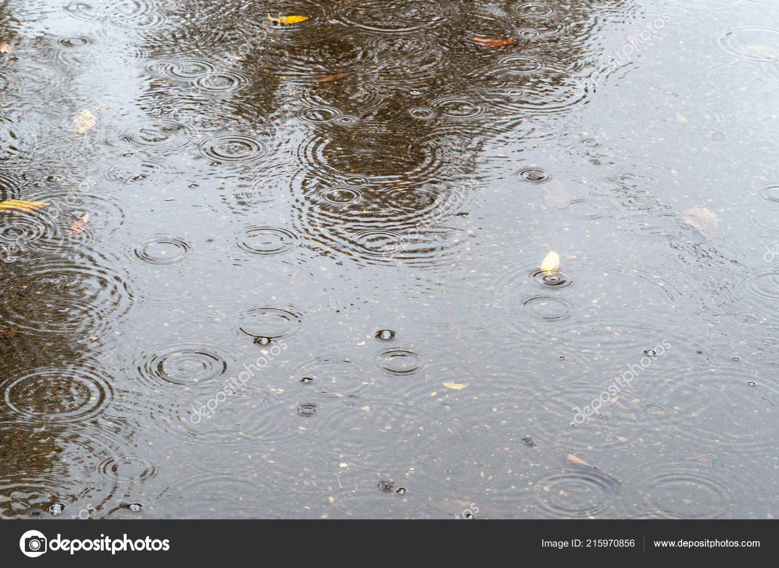 Алексей котлов дождик капает по лужам