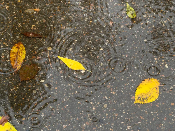 top view of rain circles and floating yellow leaves in puddle on asphalt road in autumn rain