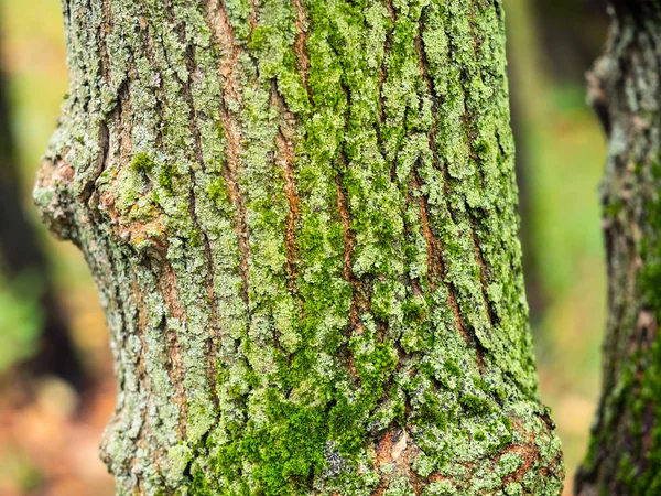 wet cracked bark of the old apple tree overgrown with green moss in autumn rain