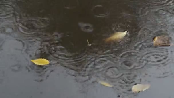 水たまりストック動画 ロイヤリティフリー水たまり動画 Depositphotos 水たまりストック動画 ロイヤリティフリー水たまり動画 Depositphotos