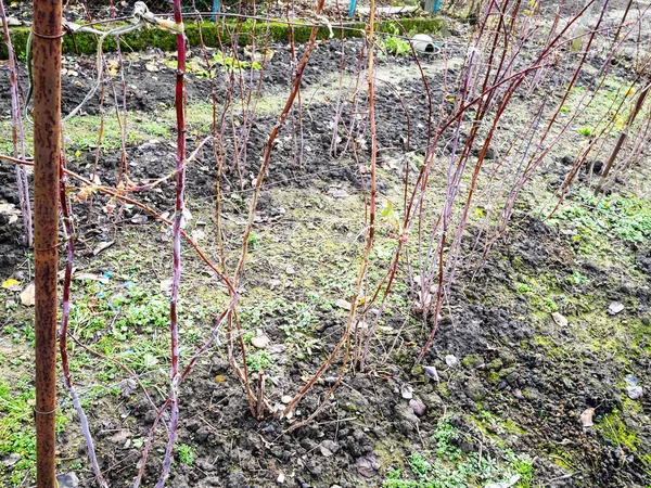 bare raspberry shrubs in garden in winter season