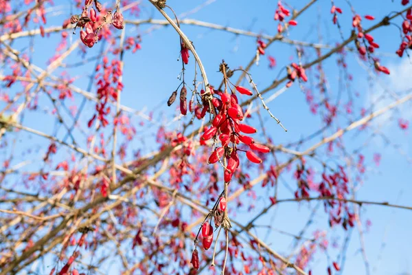 dried red ripe barberry fruits on branches with blue sky on background in sunny winter day