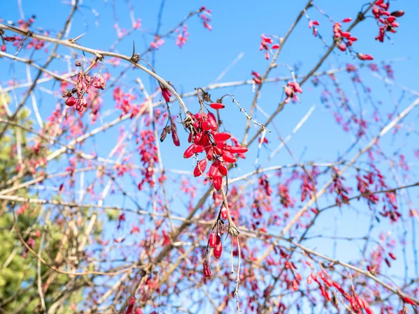 dried red ripe barberries on branches with blue sky on background in sunny winter day