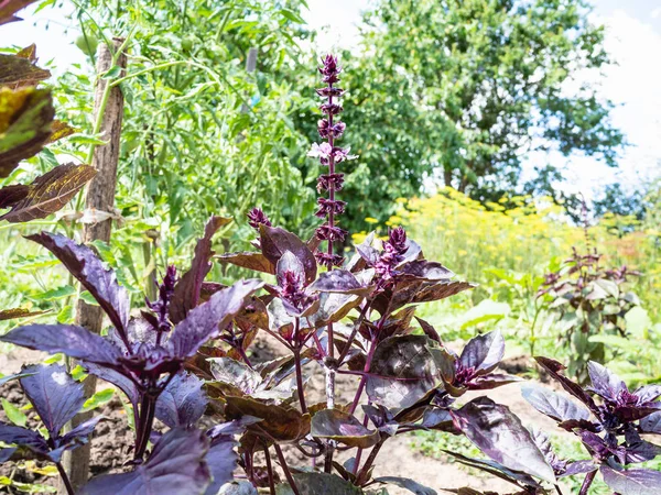 blossoming purple basil plant in garden