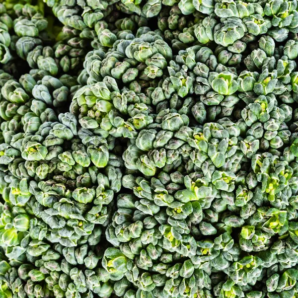 natural background - natural broccoli florets