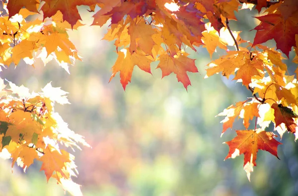 Hermosas Imágenes Paisajes Otoño Hojas Amarillas Admirar Pintura Oro Paisaje —  Fotos de Stock