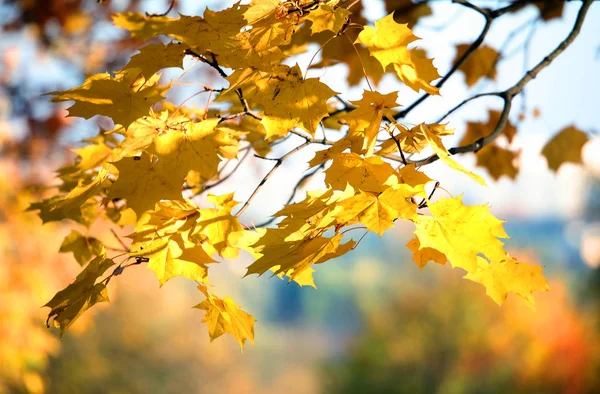Красивые Картины Осенних Пейзажей Желтые Листья Полюбоваться Золотой Краской Городской — стоковое фото