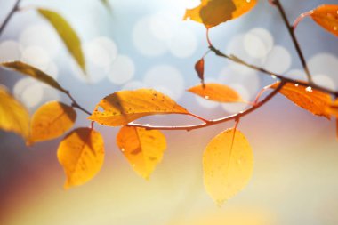 Güzel resimleri sonbahar sahne, sarı yapraklar, altın boya hayran. Kentsel peyzaj özellikle yaprakları sararmış Ağaçlardan düştüğünde geç sonbaharda güzeldir