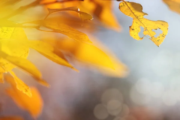 Vackra Bilder Hösten Landskap Gula Blad Beundra Guldfärg Det Urbana — Stockfoto