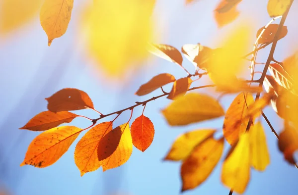 Belas Fotos Paisagens Outono Folhas Amarelas Admirar Pintura Dourada Paisagem — Fotografia de Stock
