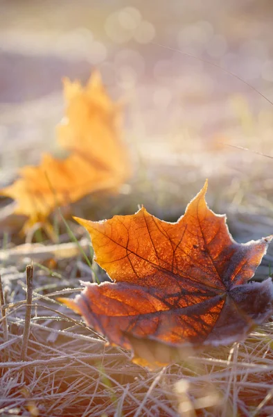 Vackra Bilder Hösten Landskap Gula Blad Beundra Guldfärg Det Urbana — Stockfoto