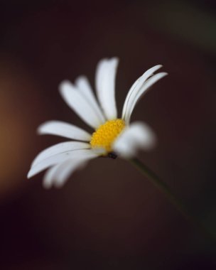 Yaz doğada inanılmaz bir zaman var. Ormandaki ve parklarda yeşil çimler, ağaçlar artıyor. Alanında, dağlarda vahşi çiçekler bolluk bir. Biz bu sefer iyi bir hava, dinlenme ve seyahat ile ilişkilendirir. Nelerin yeni olduğunu görmek için gidiyoruz ve 