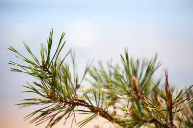 Deniz günbatımı çok nefis güzel ve büyüleyici neredeyse her adada nerede insanlar özel olarak onlara hayran bir yer vardır. Deniz günbatımı güzelliği bizi her yönden çevreler ve biz bu doğal extravagan katılan olmak