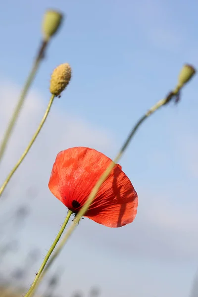 Der Sommer Ist Eine Erstaunliche Zeit Der Natur Wald Und — Stockfoto