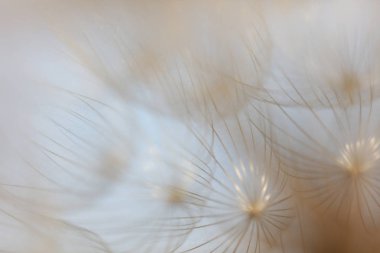 Yaz doğada inanılmaz bir zaman var. Ormandaki ve parklarda yeşil çimler, ağaçlar artıyor. Alanında, dağlarda vahşi çiçekler bolluk bir. Biz bu sefer iyi bir hava, dinlenme ve seyahat ile ilişkilendirir. Nelerin yeni olduğunu görmek için gidiyoruz ve 