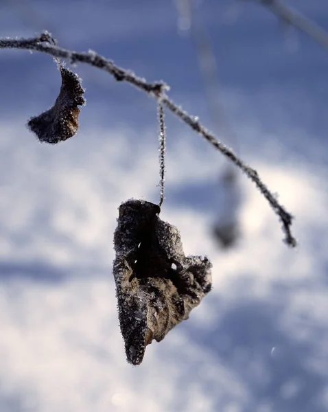 Invierno Época Más Fría Implacable Fabulosamente Hermosa Del Año Alguien —  Fotos de Stock