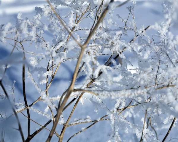 Vinter Den Kallaste Oförlåtande Och Sagolikt Vacker Tid Året Någon — Stockfoto