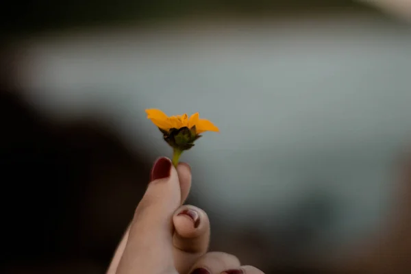 Manos Femeninas Sosteniendo Una Flor Amarilla — Foto de Stock