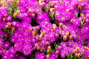 Pembe, mor renkli güzel çiçekler bir bahçe