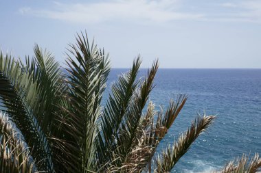 Palm önünde Atlantik Okyanusu güzel Madeira adaya üzerinde Portekiz bırakır.