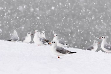 Martı, martılar kışın karda ve buzda