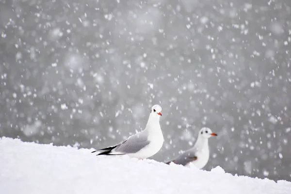 Mewa Mewy Zimą Śniegu Lodzie — Zdjęcie stockowe