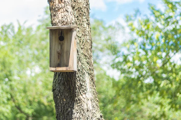 Birdhouse Sur Arbre Dans Bouleau — Photo