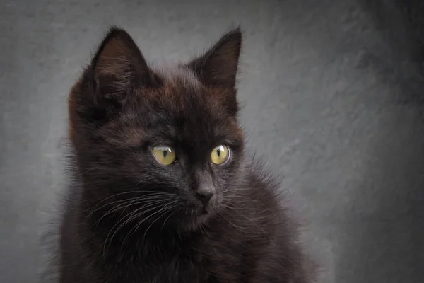 small black cat with yellow eyes