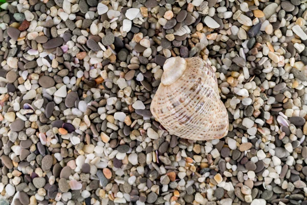 沙滩上的鹅卵石和贝壳 — 图库照片