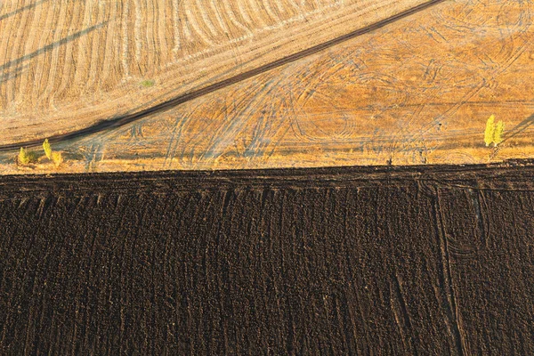 Wheat Field Top View Royalty Free Stock Images